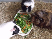 DSCF2728.JPG (21.83 KiB) Przejrzano 4348 razy DSCF2728.JPG