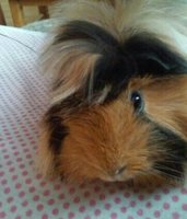 150114_193142_COLLAGE-1~2.jpg (34.34 KiB) Przejrzano 3865 razy 150114_193142_COLLAGE-1~2.jpg