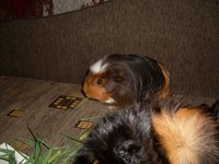 SDC10688.JPG