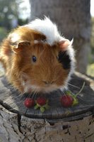_DSC0045.jpg