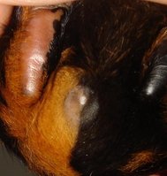 DSC09020.JPG (28.02 KiB) Przejrzano 3552 razy DSC09020.JPG