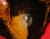 DSC09024.JPG (41.72 KiB) Przejrzano 3551 razy DSC09024.JPG