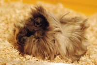 lara.jpg (142.15 KiB) Przejrzano 3166 razy lara.jpg