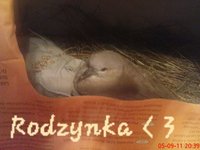 rodzynka.JPG