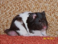 Jerry 010.jpg