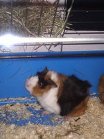 DSC01311.JPG (373.5 KiB) Przejrzano 1700 razy DSC01311.JPG