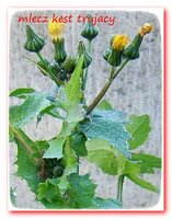 460px-2006-11-16Sonchus_oleraceus03-03.jpg