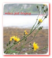 sonchus-arvensis-2.jpg