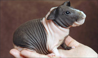 pig_skinny1.jpg