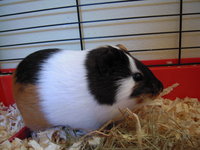 DSCN1779.JPG (221.74 KiB) Przejrzano 2303 razy DSCN1779.JPG