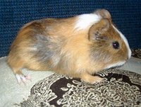hurrem (Kopiowanie).jpg