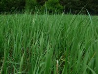 Agropyron_repens.JPG