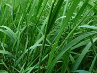 Elymus_repens_1.JPG