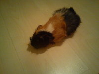 DSC00055.jpg (290.39 KiB) Przejrzano 3350 razy DSC00055.jpg