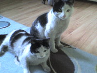 DSC00390.jpg (49.19 KiB) Przejrzano 3368 razy DSC00390.jpg