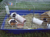 świnki w klatce.JPG