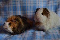 DSC_4047.jpg