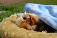 DSC_4168a.jpg