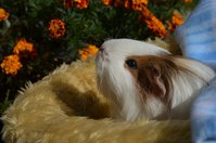 DSC_4173a.jpg