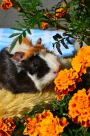 DSC_4192a.jpg