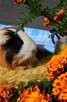 DSC_4195a.jpg