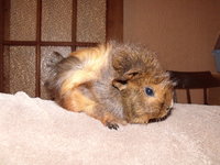 DSCF2340.JPG (153.99 KiB) Przejrzano 2560 razy DSCF2340.JPG