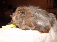 DSCF2337.JPG (155.51 KiB) Przejrzano 2560 razy DSCF2337.JPG