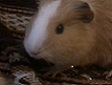 Pikuś.jpg