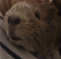 DSC00488Kmdl.JPG