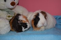 DSC_4704a.jpg