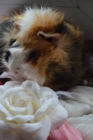 DSC_4888a.jpg