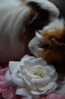 DSC_4897a.jpg