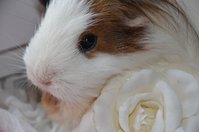 DSC_4909a.jpg