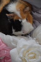 DSC_4894a.jpg