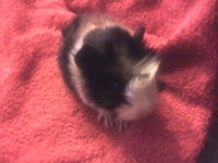 zdjęcie0061.jpg (241.2 KiB) Przejrzano 2116 razy zdjęcie0061.jpg