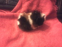 zdjęcie0066.jpg (44.12 KiB) Przejrzano 2124 razy zdjęcie0066.jpg