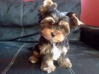 zdjęcie0128.jpg (45.22 KiB) Przejrzano 2123 razy zdjęcie0128.jpg