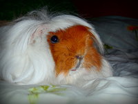 foorum3.JPG