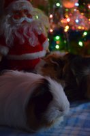 DSC_6721a.jpg