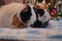 DSC_6742a.jpg