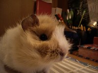 DSC_0086.jpg