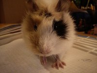 DSC_0087.jpg