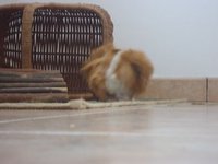 punia.jpg