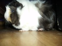 cavia.JPG