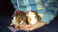 DSC_0159.gif