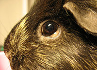 fatty_eye01.jpg