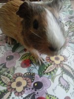 CAM00001.jpg (739.61 KiB) Przejrzano 2173 razy CAM00001.jpg