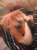 CAM00073.jpg (646.29 KiB) Przejrzano 2172 razy CAM00073.jpg