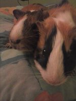 CAM00068.jpg (576.96 KiB) Przejrzano 2172 razy CAM00068.jpg