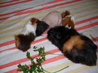 SDC11567.JPG